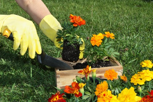 A gardener wearing yellow gloves is planting a small potted marigold flower into a wooden garden bed filled with similar flowering plants, situated on a well-maintained grassy lawn. The garden area features a neatly arranged flower bed bordered by soil and lush green grass, with vibrant orange and yellow marigolds adding colour to the outdoor space. In the background, the lawn extends towards a backdrop of trees, shrubs, and other garden elements, indicating a landscaped garden environment typical of residential outdoor spaces in Lee. The scene appears to be in natural daylight, suggesting a clear weather day, and the overall setting reflects a well-kept front or back garden designed for aesthetic appeal and outdoor enjoyment, consistent with gardening services offered in the local area.
